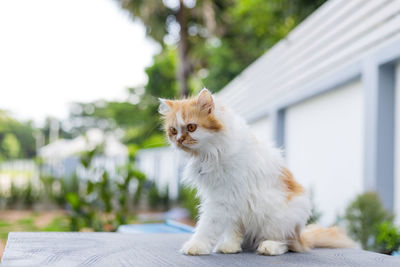 Cat sitting on a wall