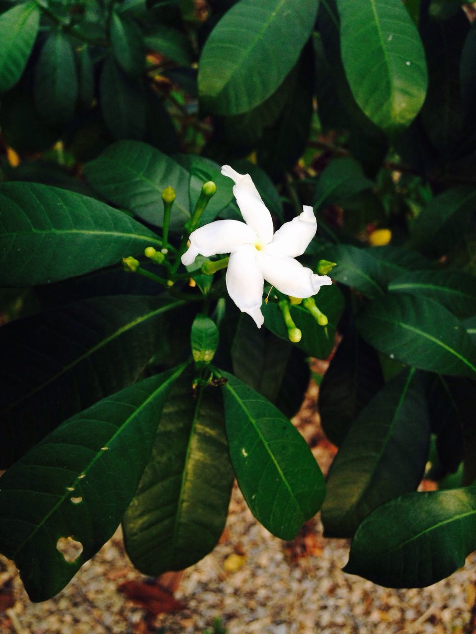 flower, leaf, white color, growth, petal, freshness, fragility, flower head, beauty in nature, nature, plant, blooming, green color, close-up, in bloom, focus on foreground, white, park - man made space, blossom, outdoors