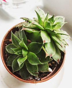 High angle view of potted plant