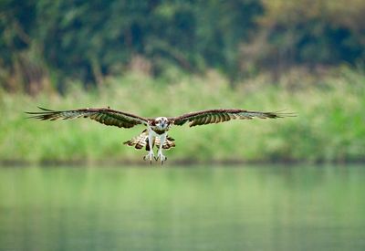 Bird flying over lake