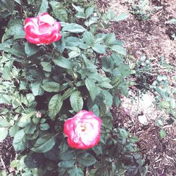 Close-up of pink rose