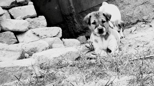 Portrait of dog sitting outdoors