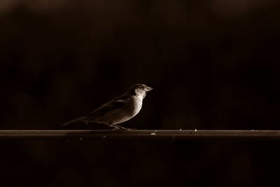 Close-up of bird perching on feeder