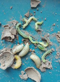 High angle view of insects on table