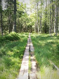 View of trees in forest