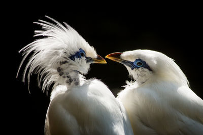 Close-up of birds against black background