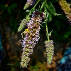 Close-up of insect on purple flower