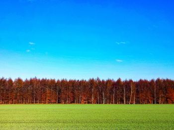 Scenic view of field against clear blue sky