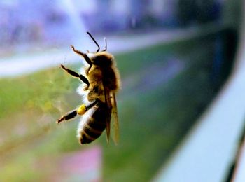 Close-up of bee