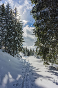 Snow covered pine trees in forest against sky