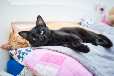 Portrait of cat relaxing on bed at home