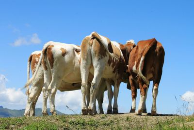 Low angle view of cow standing on field against sky