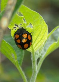 Close-up of ladybug on leaf