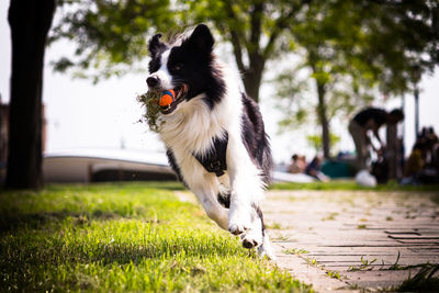 Close-up of dog on grass