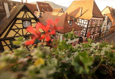 Close-up of plants against houses in village