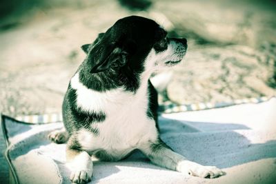 Close-up of chihuahua sitting on fabric at field