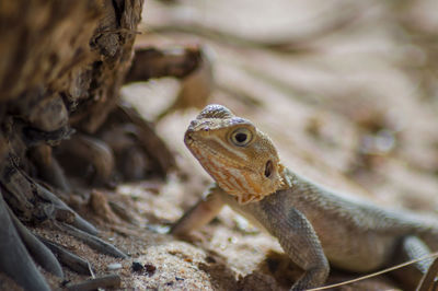 Lizard on a beach in gambia, agama lizard agama agama 