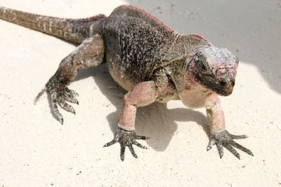 High angle view of a iguana on sand