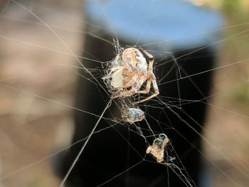 Close-up of spider on web