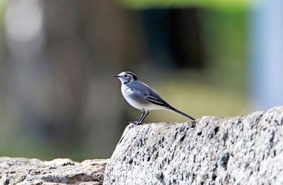 Bird perching on rock