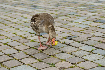 High angle view of a bird on footpath