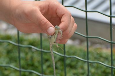 Close-up of hand holding leaf