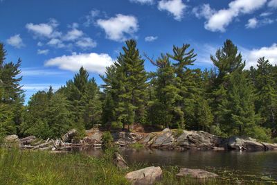 Scenic view of trees against cloudy sky