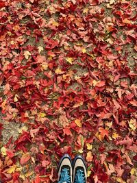 Low section of person standing on maple leaves