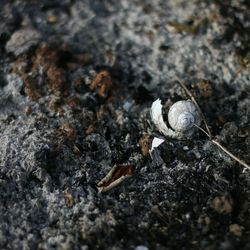 Close-up of snail on ground