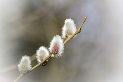 Close-up of white pussy  willow flower