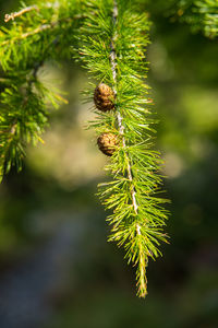 Close-up of pine tree