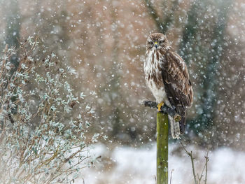 Bird perching on snow covered tree