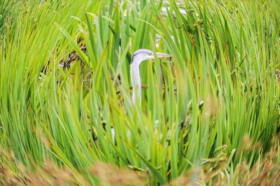 View of peacock on grass