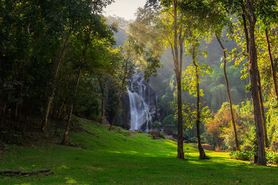 Scenic view of waterfall in forest