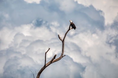 Low angle view of bird perching on a tree