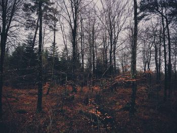 Bare trees in forest
