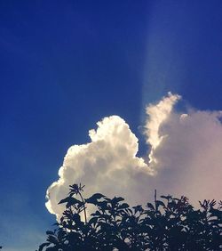 Low angle view of trees against blue sky