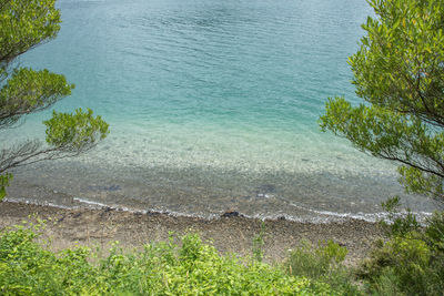 High angle view of trees and plants growing at beach