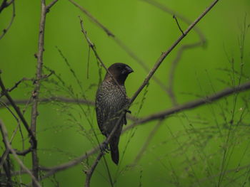 Close-up of bird perching on branch