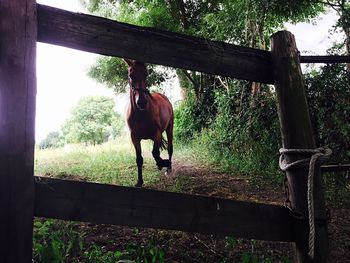 Horse grazing on field