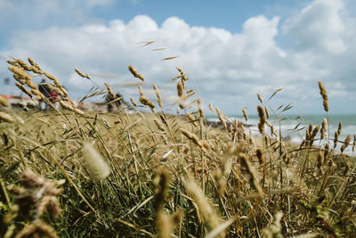 Close-up of stalks in field against sky