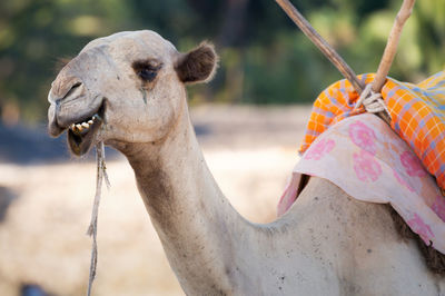 Close-up of giraffe