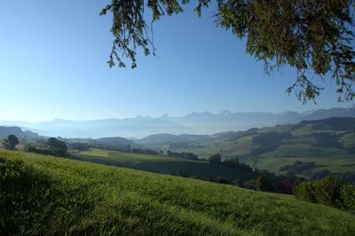 Scenic view of field against clear sky