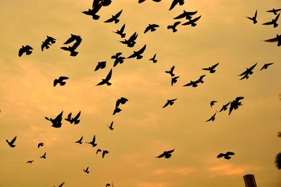 Low angle view of birds flying against sky