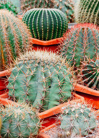 High angle view of succulent plants on field