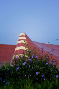 Low angle view of purple flowering plants against clear blue sky