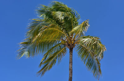 palm tree