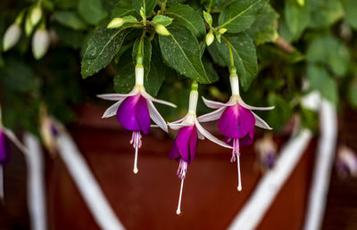 Close-up of pink flowering plant