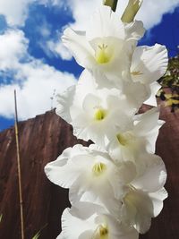 Close-up of white cherry blossoms against sky