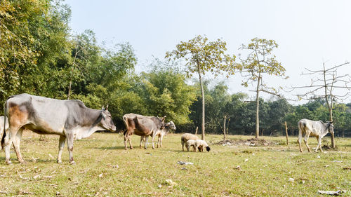 Cattle grazing in field. a typical dairy farm land in rural bengal depicting simple rural life. 